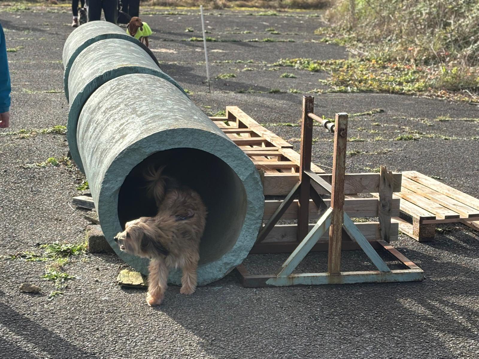 Dog running out of an agility training pipe during an obstacle exercise. Dog running out of an agility training pipe during an obstacle exercise.