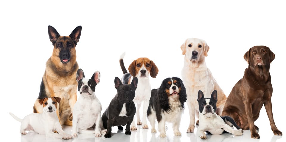 Group of nine mixed‑breed dogs sitting together for a photo Group of nine mixed‑breed dogs sitting together for a photo